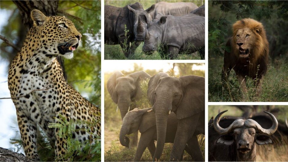 die big five einer safari leopard nashorn elefant. löwe büffel