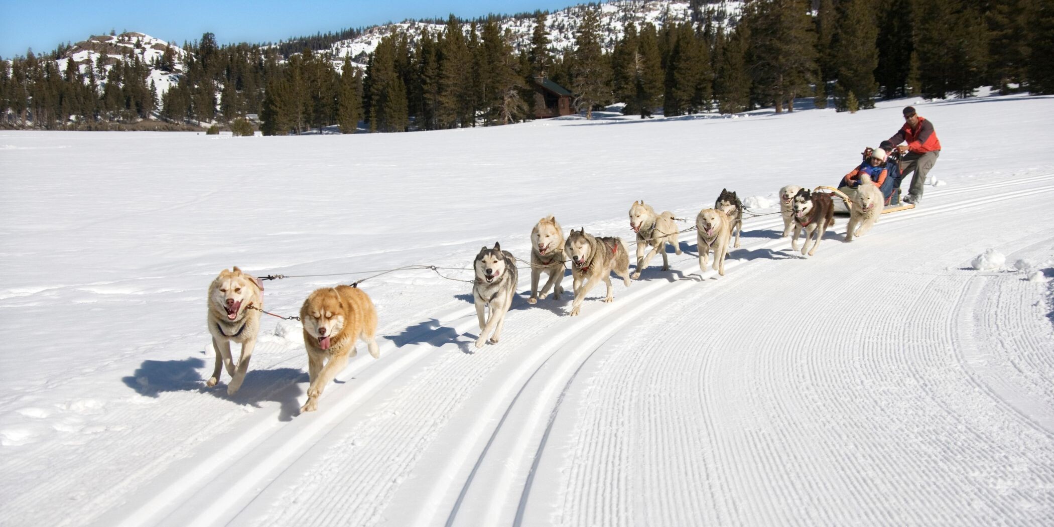 Elf Hunde ziehen einen Schlitten mit drei Personen entlang einer Loipe durch den Schnee.